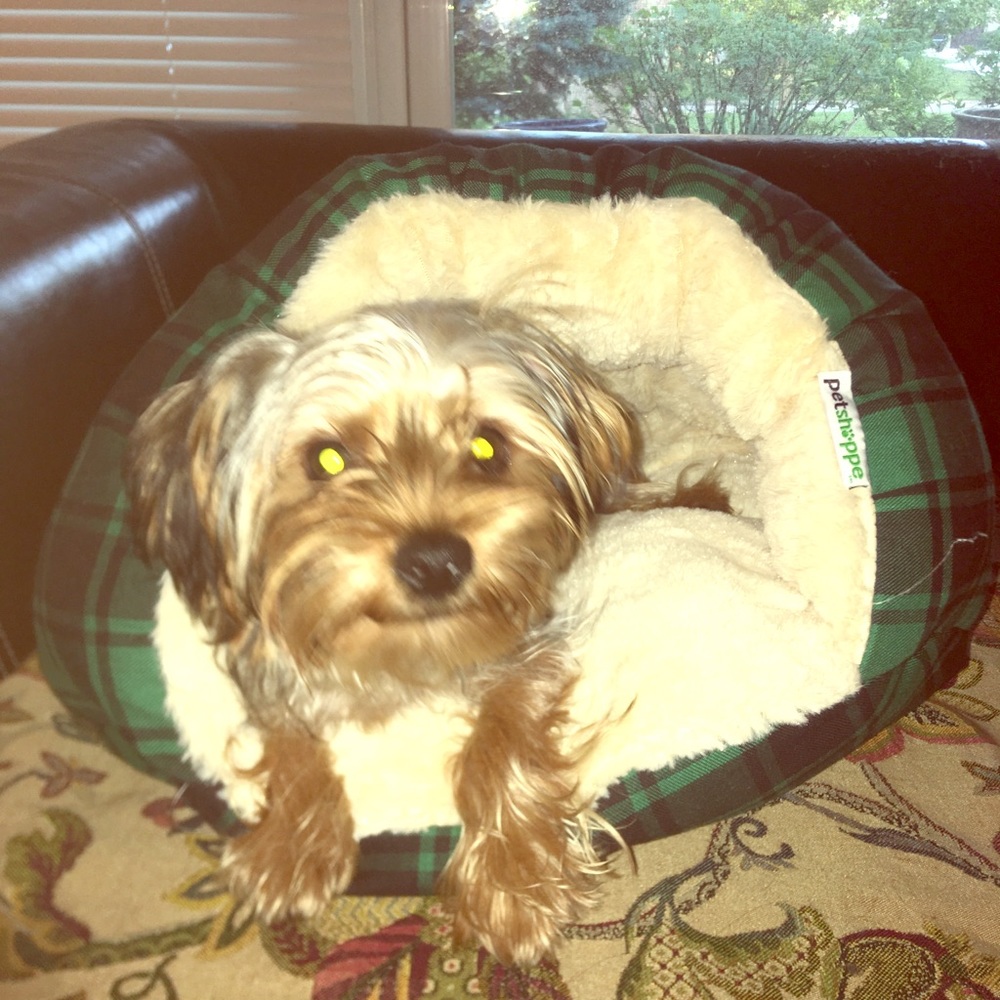 Dog bed